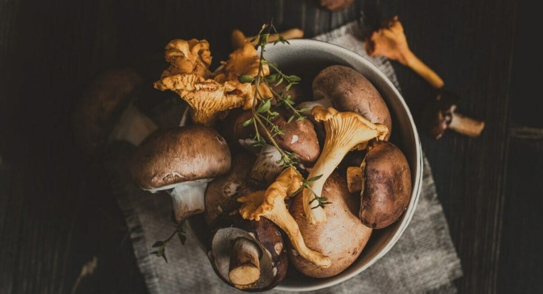 4 Health Benefits Of Edible Mushrooms