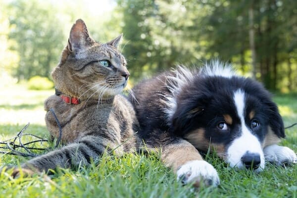 Tips for Reducing the Cost of Pet Insurance for Multiple Pets